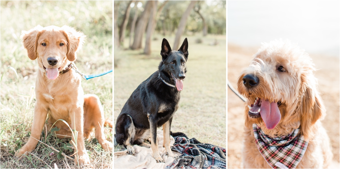 tips for including your dog in your engagement session by DFW Wedding Photographer Gaby Caskey Photography